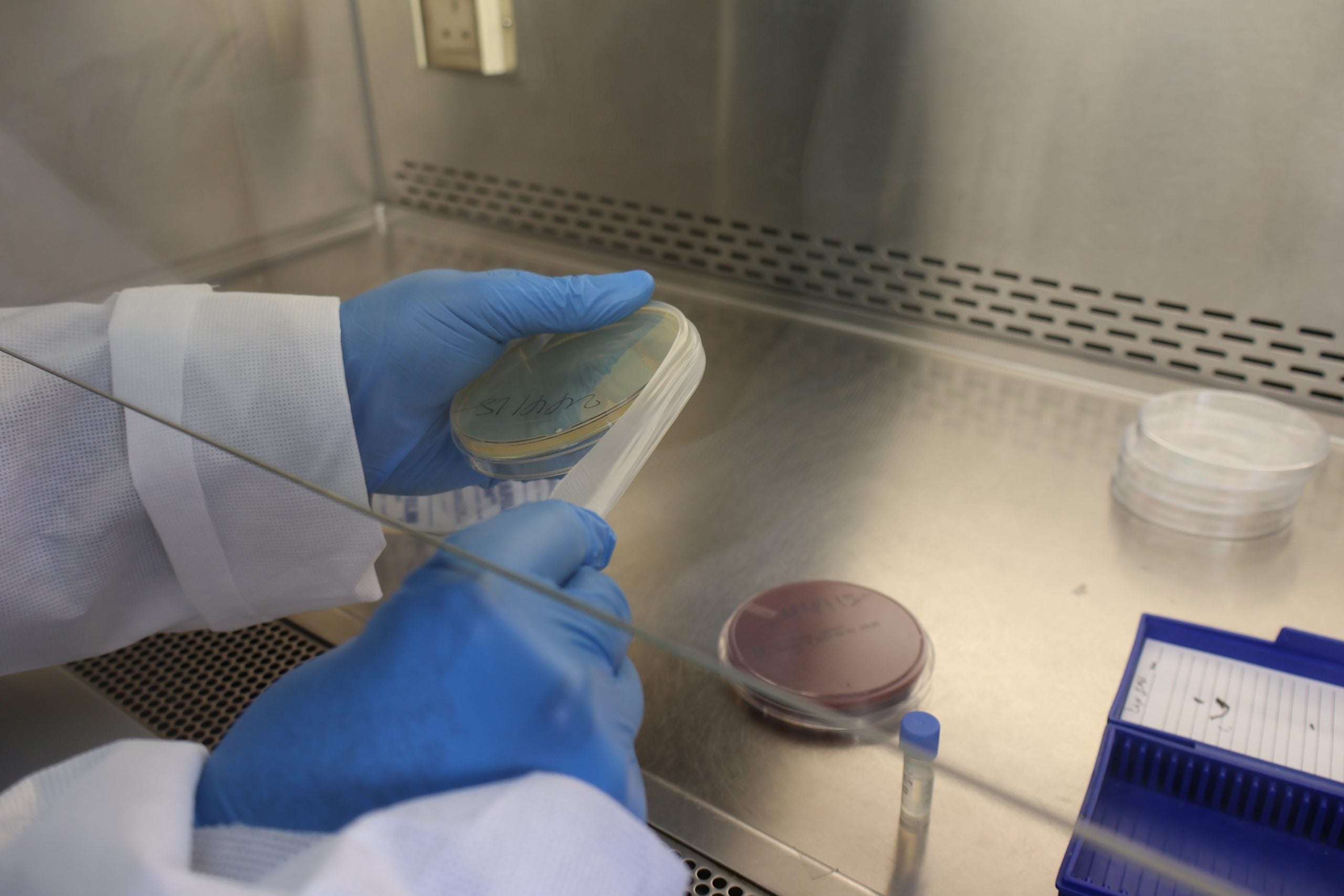 IMG_1224 (1) Two gloved hands seal a petri dish in an incubator
